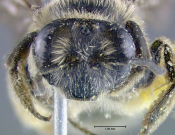 Media type: image;   Entomology 609477 Aspect: head frontal view